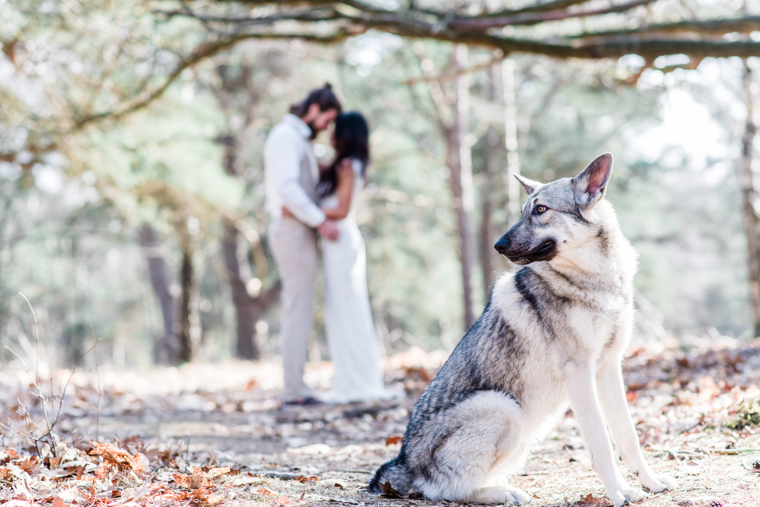 Catch the Love - styled loveshoot loveshoots Vught hond hondenfotografie fotografie den bosch